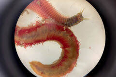 Image result for Polychaeta spp.