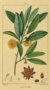 Illicium Verum Is A Medium Sized Native Evergreen Tree Of Northeast Vietnam And Southwest China A Spice Co Botanical Drawings Botanical Botanical Illustration