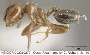 Image result for Cremaspora