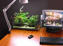 Desktop Paludarium Aquascape Aquascape Aquarium Freshwater Aquarium