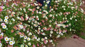 Soddy daisy, hixson, chattanooga, signal mountain, dunlap, dayton, sale creek and most surrounding areas. Buy Erigeron Karvinskianus Mexican Fleabane Australian Daisy Sarah Raven