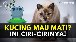 Ciri ciri kucing sakit atau tanda tanda sakitnya kucing sebenarnya gampang kita ketahui asalkan sedikit jeli merawat kucing. 10 Ciri Ciri Kucing Mau Mati Apakah Bisa Diselamatkan Pintarpet