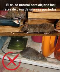 🐭 El truco natural para alejar a las ratas de casa de una vez por todas ✨  Las ratas buscan comida, agua y refugio, pero además de ser molestas,  transmiten gérmenes peligrosos.