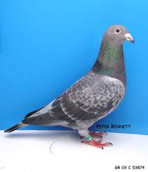 Pigeon