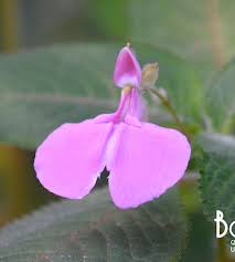 Image result for Impatiens apiculata