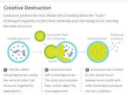 Maybe you would like to learn more about one of these? Cell S Waste Bins Lysosomes Role Stretches Beyond Trash Collector To Importance In Gene Activity Cancer Genetic Literacy Project