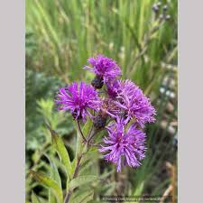 Image result for Vernonia myriantha