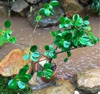 Ficus Microcarpa Plant