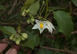 Image result for Solanum litoraneum