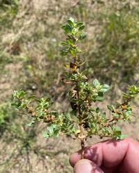 Image result for Bergia