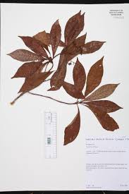 Image result for Psychotria ealaensis