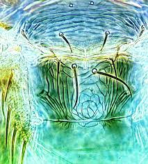 Image result for Cissus nigropilosa