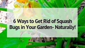 Keeping common pests & bugs out of your garden. 7 Ways To Get Rid Of Squash Bugs In Your Garden Naturally