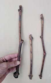 Image result for grapevine cuttings