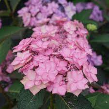 A True Innovation In Hydrangeas Forms Buds Low On The Plant So That Cold Winters And Bad Pruning Don T Pre Big Leaf Hydrangea Rose Fertilizer Flowering Shrubs