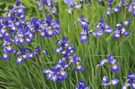 They believe the flower represents prosperity, fertility and of course, beauty. Chinese Flowers And Their Meanings
