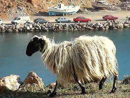 Wolfgang S Live Report From Sfakia 2 Rare Breed Breeds Sheep