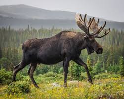 A Definitive List Of The Different Types Of Deer Moose Animals Animal Facts