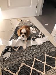 Cavalier King Charles Cinsi Yavru Buyuturken Bilinmesi Gerekenler