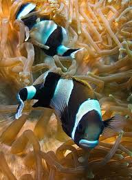 Coral Sea Water World Ex Coral Sea Resort 5 Wide Band Anemone Fish Sea Animals Ocean Creatures Sea Creatures
