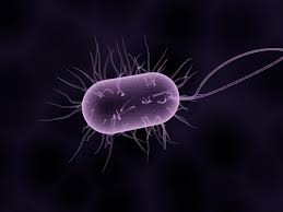 The familiar plants, animals and fungi that we can see represent only a tiny are animalia unicellular or multicellular? Are There Any Single Cell Organisms That Eat Multi Cellular Organisms Questions Naked Scientists