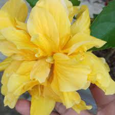 #bungaraya #ruclipchannelakubiomed perkakas yang digunakan untuk rakaman. Pokok Bunga Raya Berlapis Kuning Shopee Malaysia