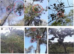 Image result for Tapinanthus dependens