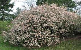 The latter sometimes bears little fruits after its orange flowers, but it is not a significant fruit plant. Flowering Quince Behnke Nurseries Gardening Blog