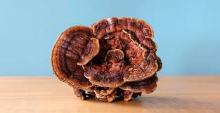 Image result for Ganoderma lucidum