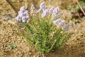 Image result for Selago anatrichota × goetzei