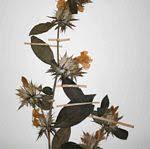 Image result for Ruspolia sp. no. 1 (Biegel 5407)