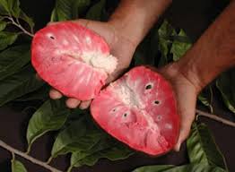 Image result for Annona reticulata