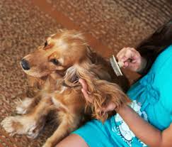 How to remove pet hair from air. Cat And Dog Shedding 5 Ways To Keep Pet Hair Under Control