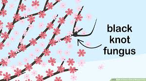 How To Grow A Cherry Blossom Tree With Pictures Wikihow
