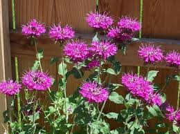 By june, their thick perfume hung in a haze around each bush, the barest breeze sending out intoxicating eddies of rich scent. See 25 Native Ohio Perennials For Your Garden Vibrant Color And Deer Resistant Cleveland Com