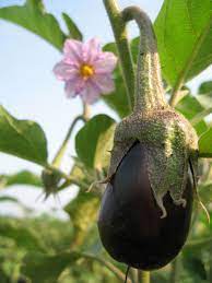Ancient Manuscripts Help Explain The Domestication Process Of The Eggplant Growing Eggplant How To Plant Eggplant Growing Vegetables
