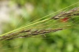 Image result for Annickia ambigua