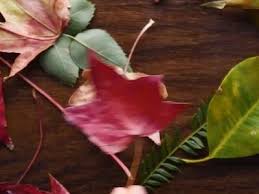 Shop medicine & pill organizers today. Lily Lilyhahahahaha Profile Pinterest