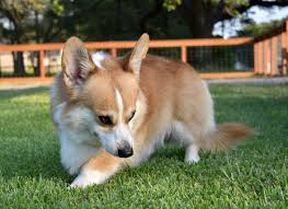 Schau dir angebote von corgi puppies auf ebay an. Cowboy Corgi Puppies For Sale In Texas