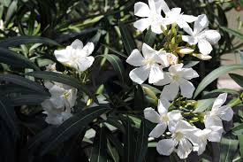 Die amazonische mondblume erblüht im botanischen garten der universität cambridge. Duftende Nachtbluher Diese Pflanzen Bluhen Nachts