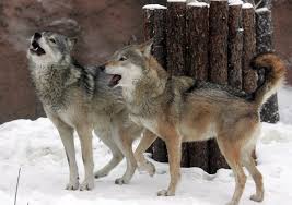 It tells the ageless story of lucia and her passion for dance, light and people. In Bocca Al Lupo Perche Si Dice E Come Si Risponde