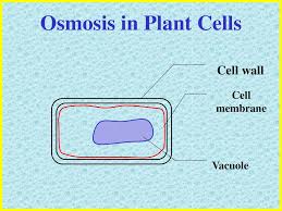 Plant cell wall and osmosis. Passive Transport Simple Diffusion Osmosis Ppt Download