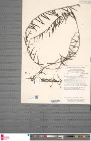 Image result for Xenostegia medium