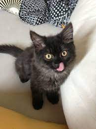 If you are bottle feeding, you'll notice the kittens are drinking much more at each feeding, but at fewer feedings, probably at this age you can start introducing solid food—use wet food at first, and try mixing it with kitten formula. Kitten Weight Chart How Big Will He Get Thecatsite