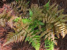 Their ease of care and diversity of attributes make them an essential part of any well rounded garden. Dryopteris Erythrosora Autumn Fern Japanese Shield Fern Shaggy Shield Fern North Carolina Extension Gardener Plant Toolbox