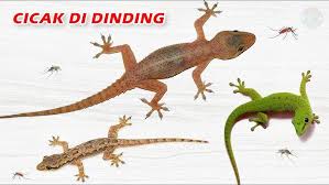 We did not find results for: Cicak Cicak Di Dinding Youtube