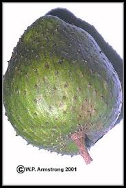 This type of tree is recognizable by the long thorns on its stems and deciduous trifoliate leaves. Jackfruit Breadfruit Osage Orange Mulberry Soursop Sugar Apple Cherimoya