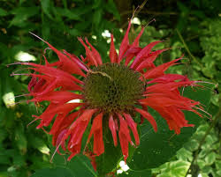 Image result for Monarda didyma