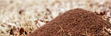 Kill fire ant beds naturally. How To Get Rid Of Ant Hills Quickly And Easily Diy Ant Hill Treatment Guide Solutions Pest Lawn