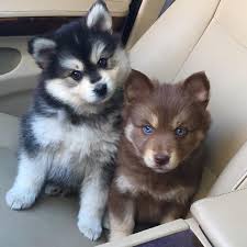 Black And White Pomsky Full Grown Pomsky Husky Pomeranian Mix Cute Animals Pomsky Puppies Cute Dogs